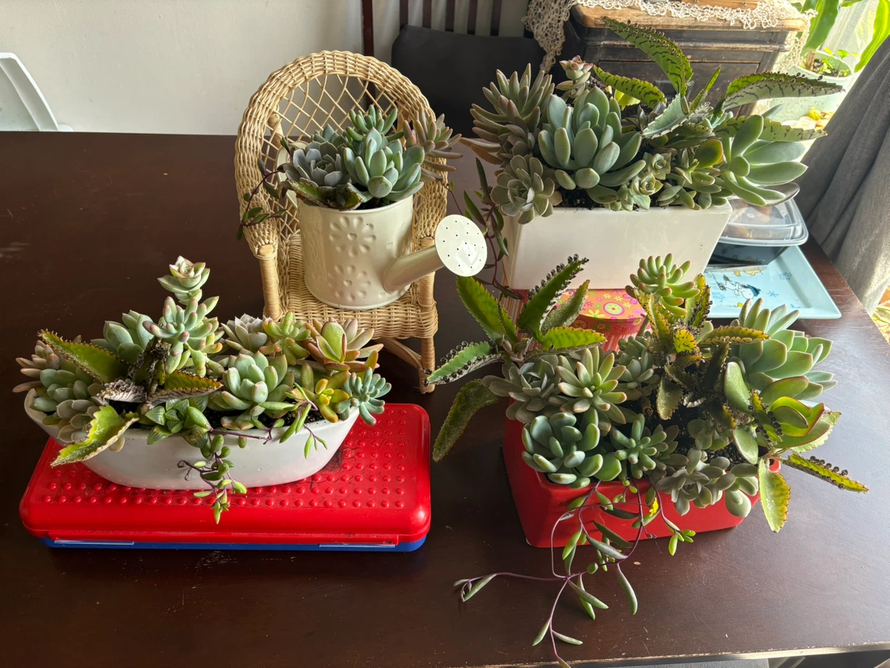 Assorted Succulent Planter