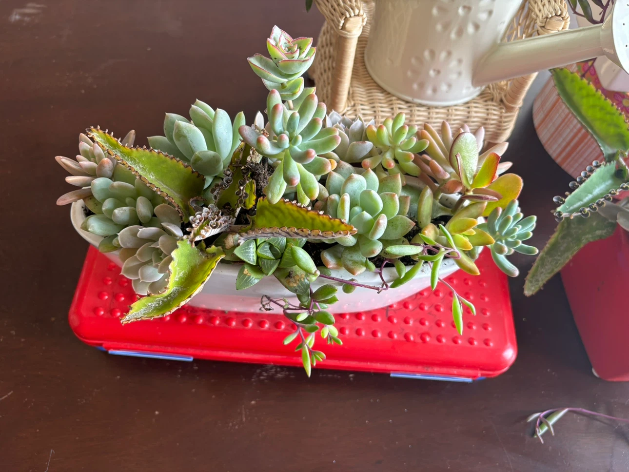 Assorted Succulent Planter - photo 2