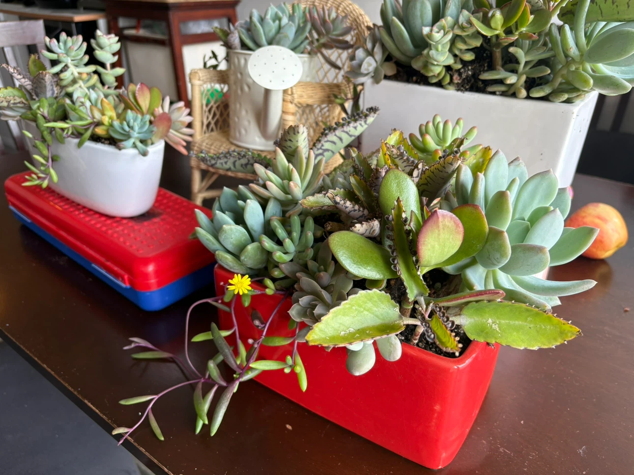 Assorted Succulent Planter - photo 3