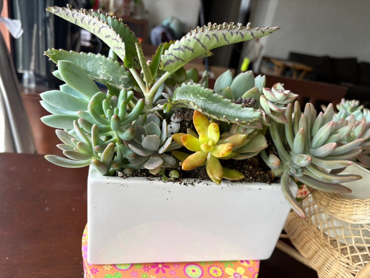 Assorted Succulent Planter - photo 4