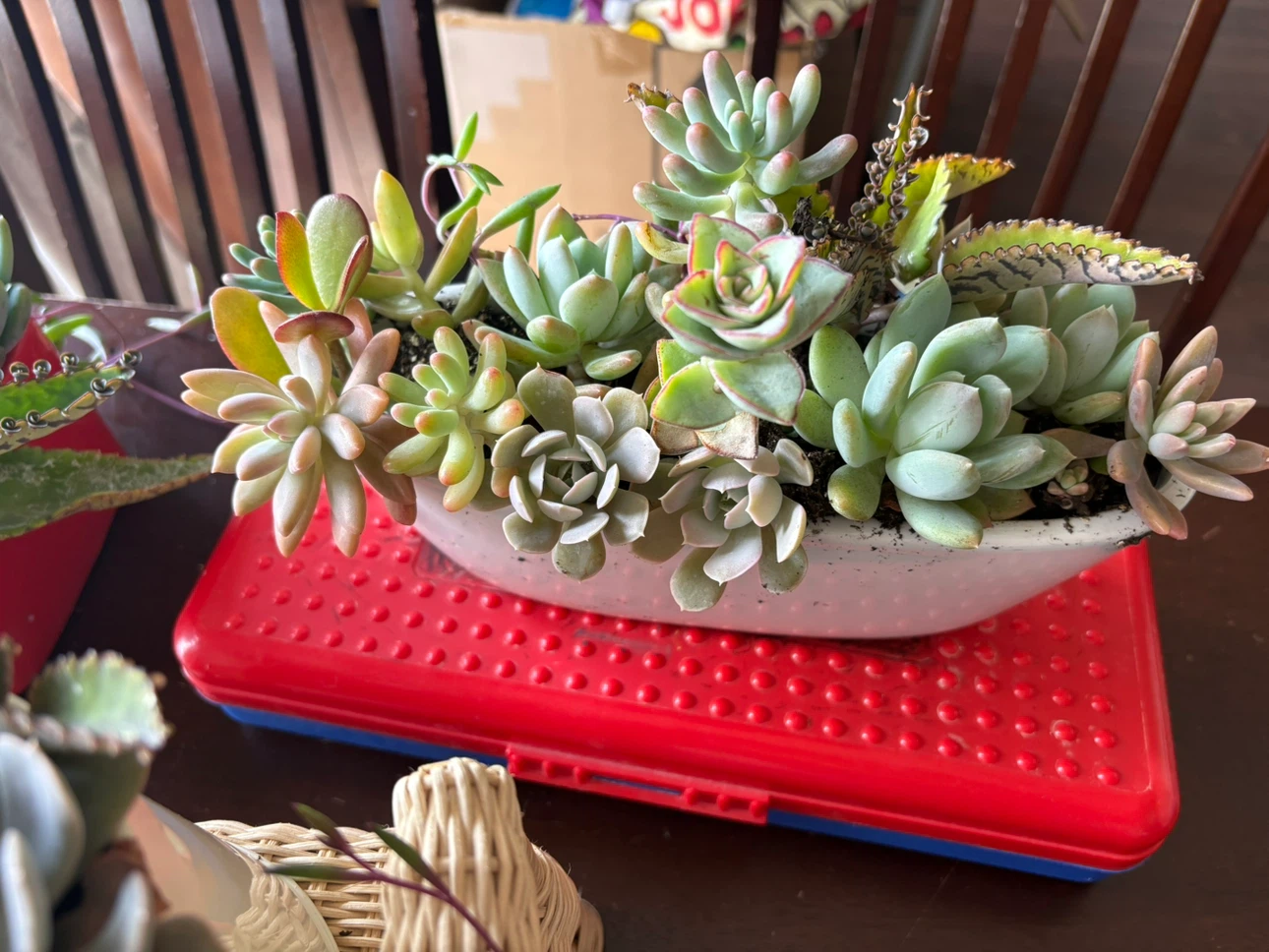 Assorted Succulent Planter - photo 5