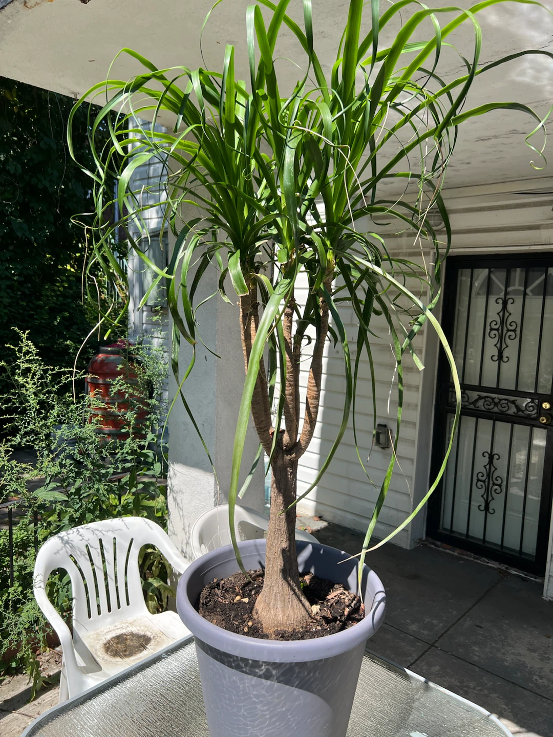 Giant and healthy Ponytail Palm Tree