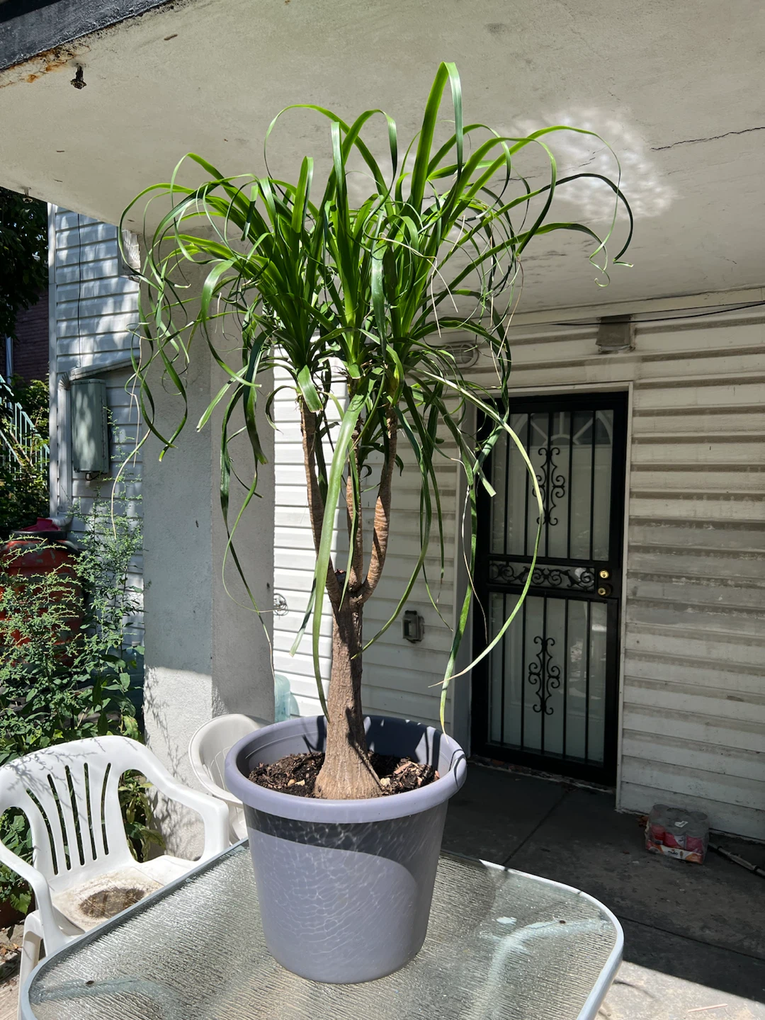 Giant and healthy Ponytail Palm Tree - photo 2
