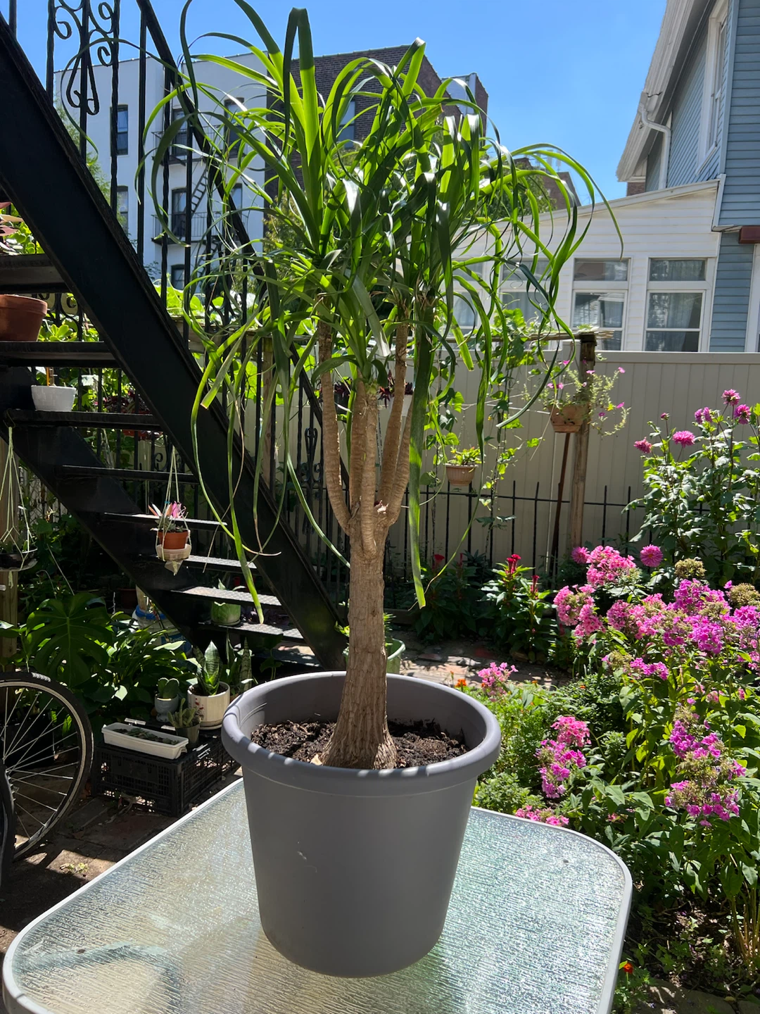 Giant and healthy Ponytail Palm Tree - photo 3