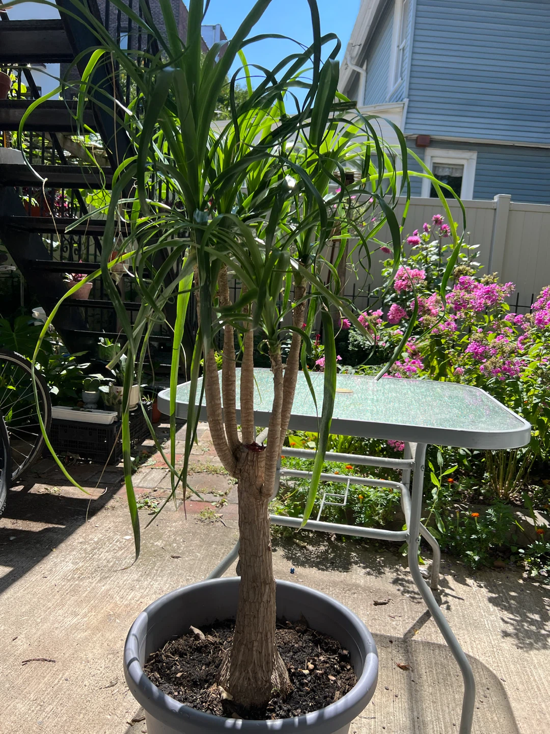Giant and healthy Ponytail Palm Tree - photo 4