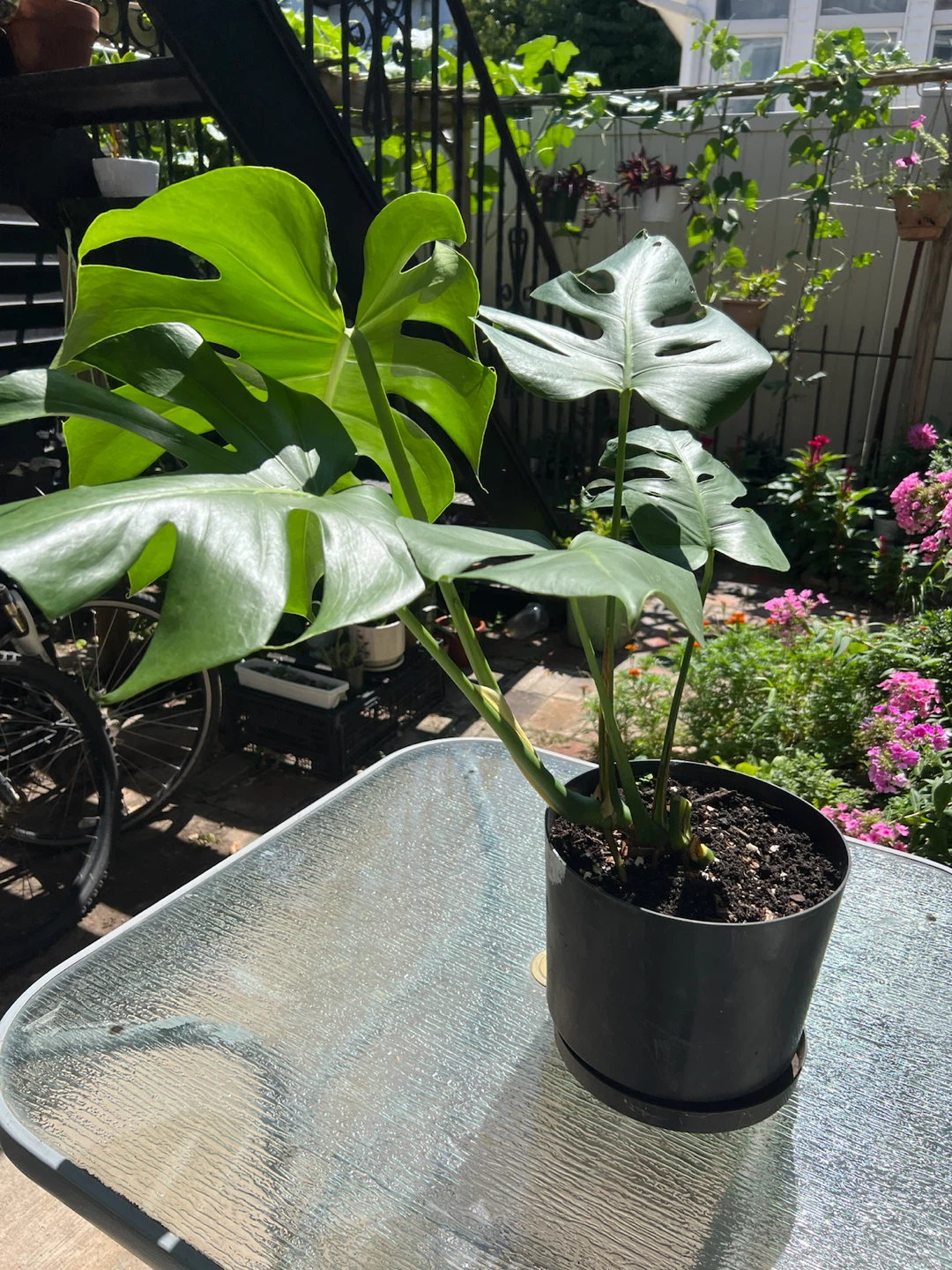 Large and strong Monstera Deliciosa Plant