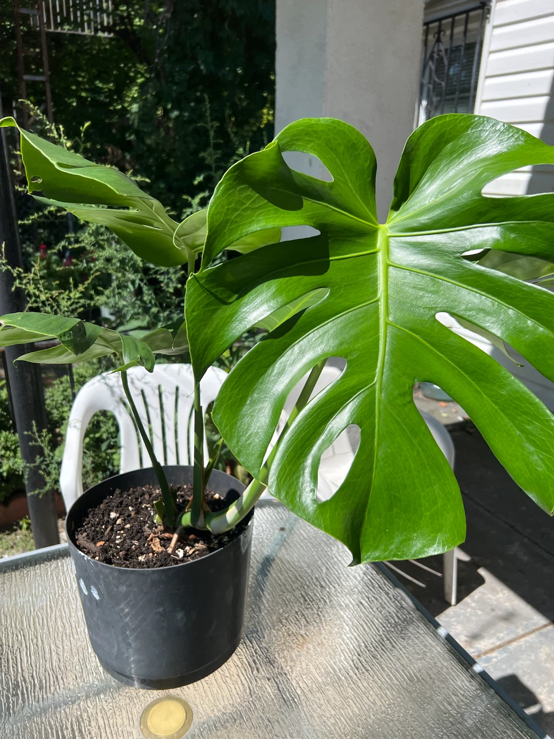 Large and strong Monstera Deliciosa Plant - photo 2