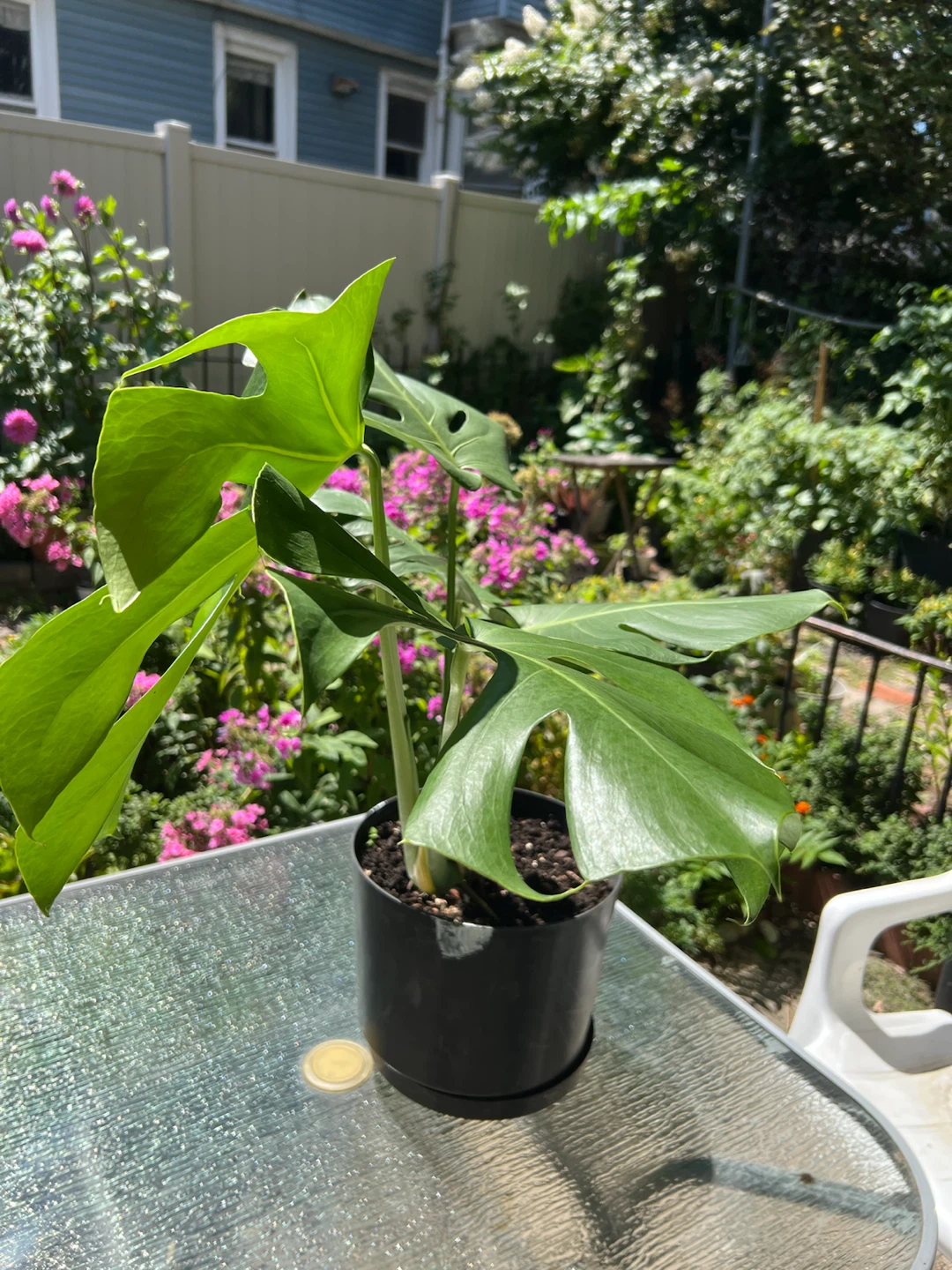 Large and strong Monstera Deliciosa Plant - photo 3