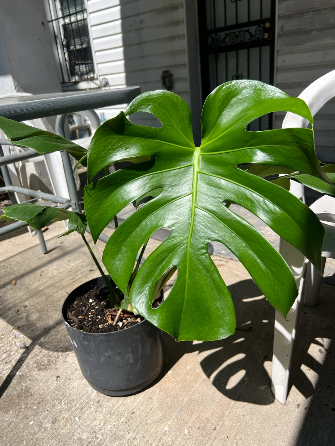 Large and strong Monstera Deliciosa Plant - photo 4