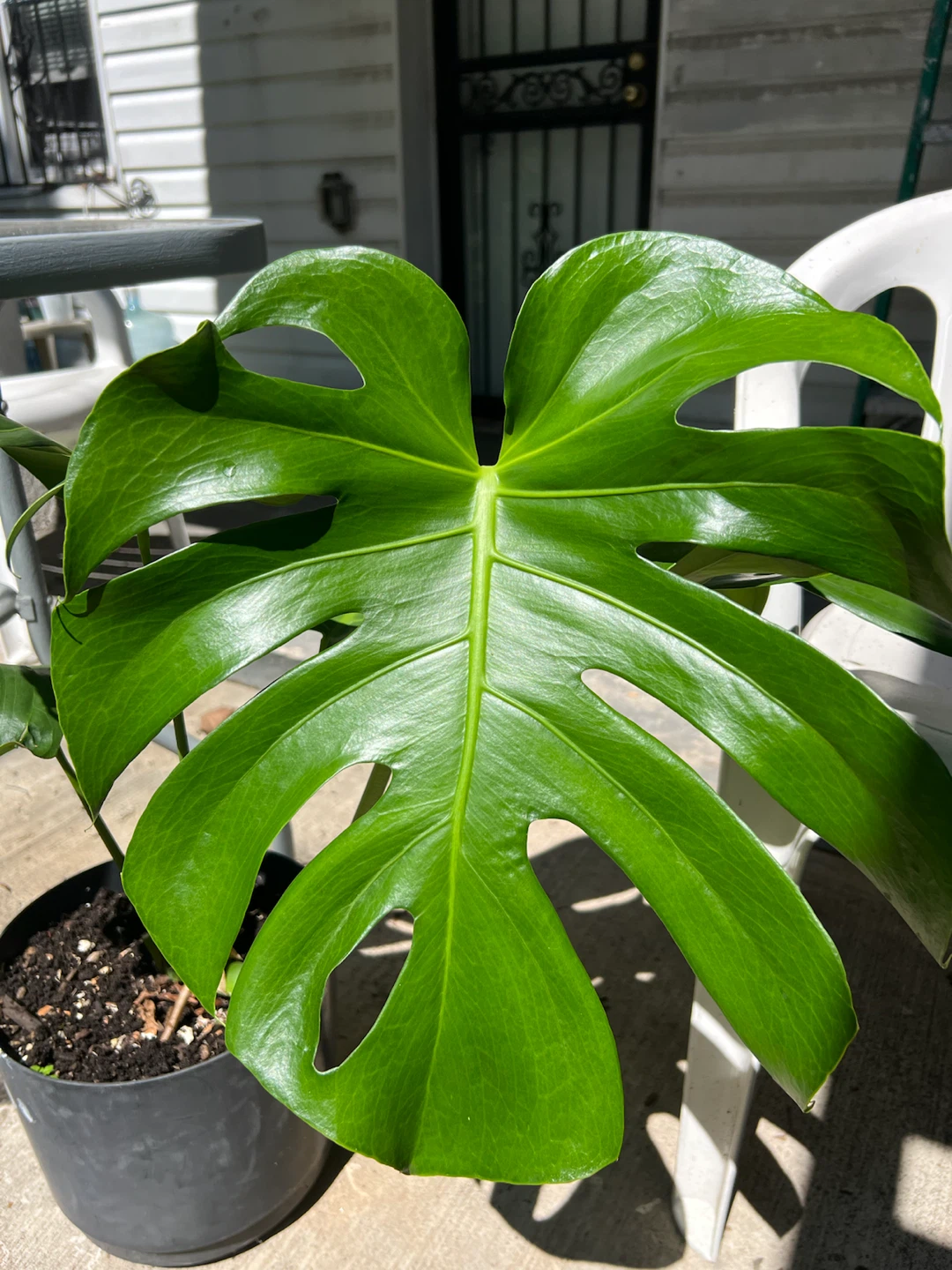 Large and strong Monstera Deliciosa Plant - photo 5