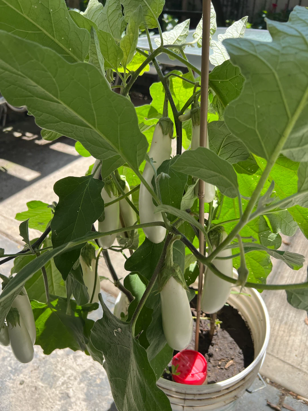 Organic White Eggplant Plant