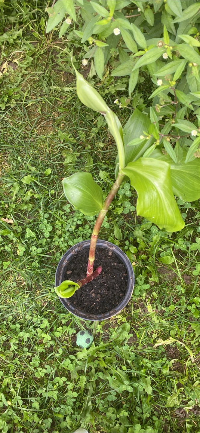 Insulin leaf plant