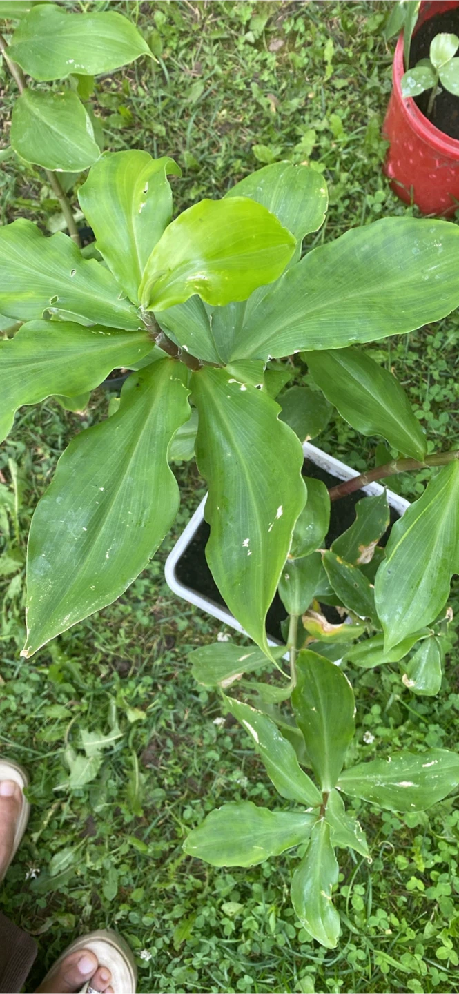 Insulin leaf plant - photo 2