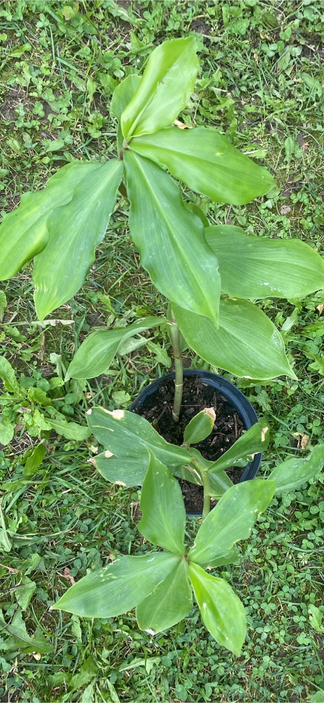 Insulin leaf plant - photo 3