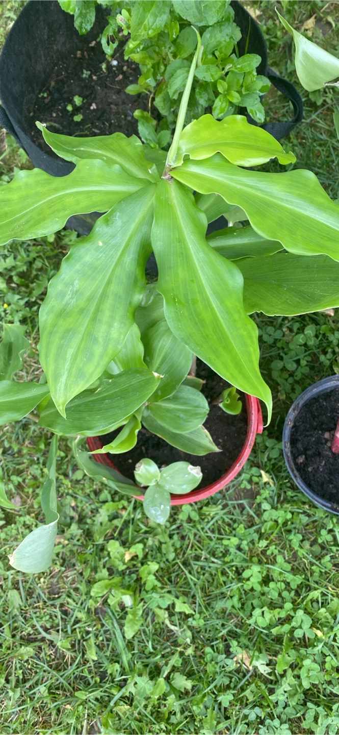 Insulin leaf plant - photo 4