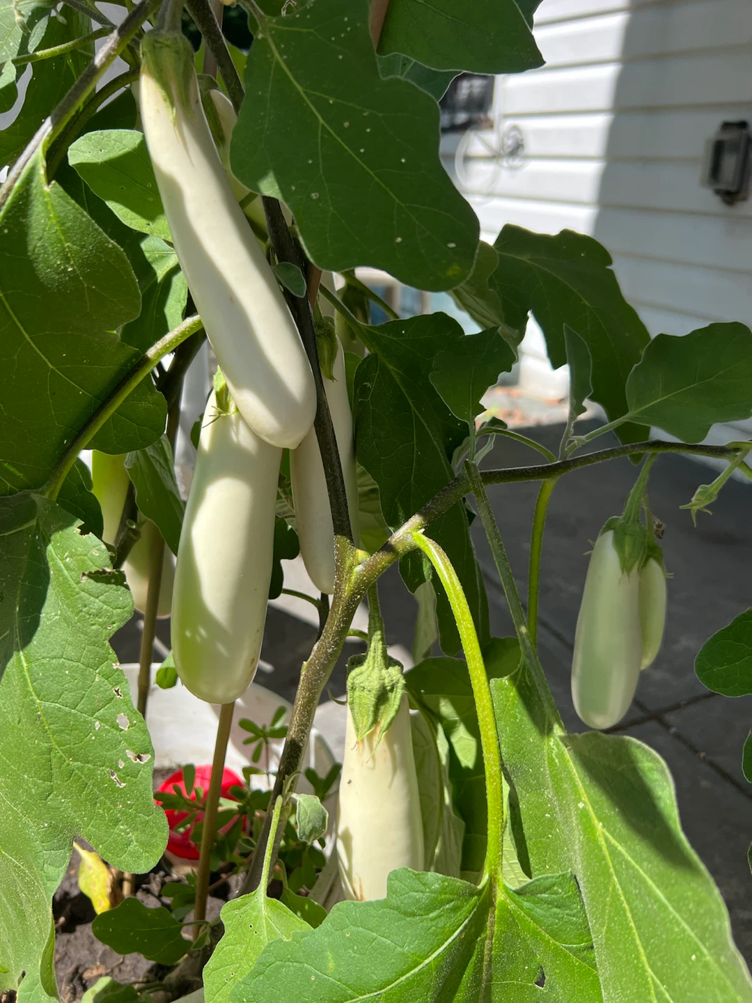Organic White Eggplant Plant - photo 3