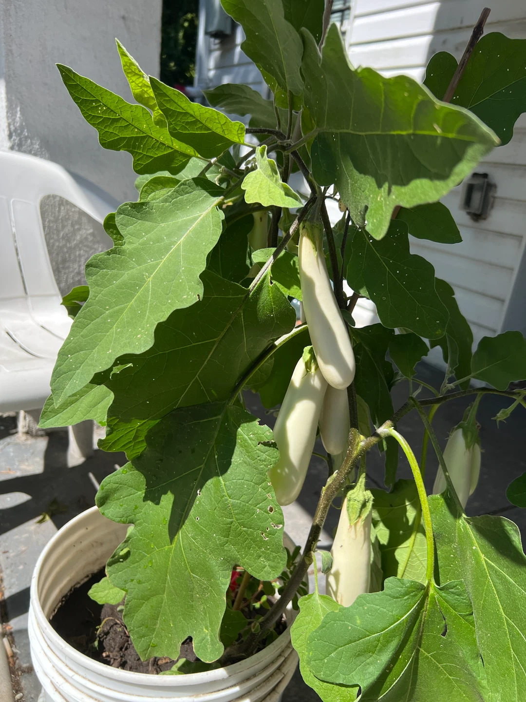 Organic White Eggplant Plant - photo 4
