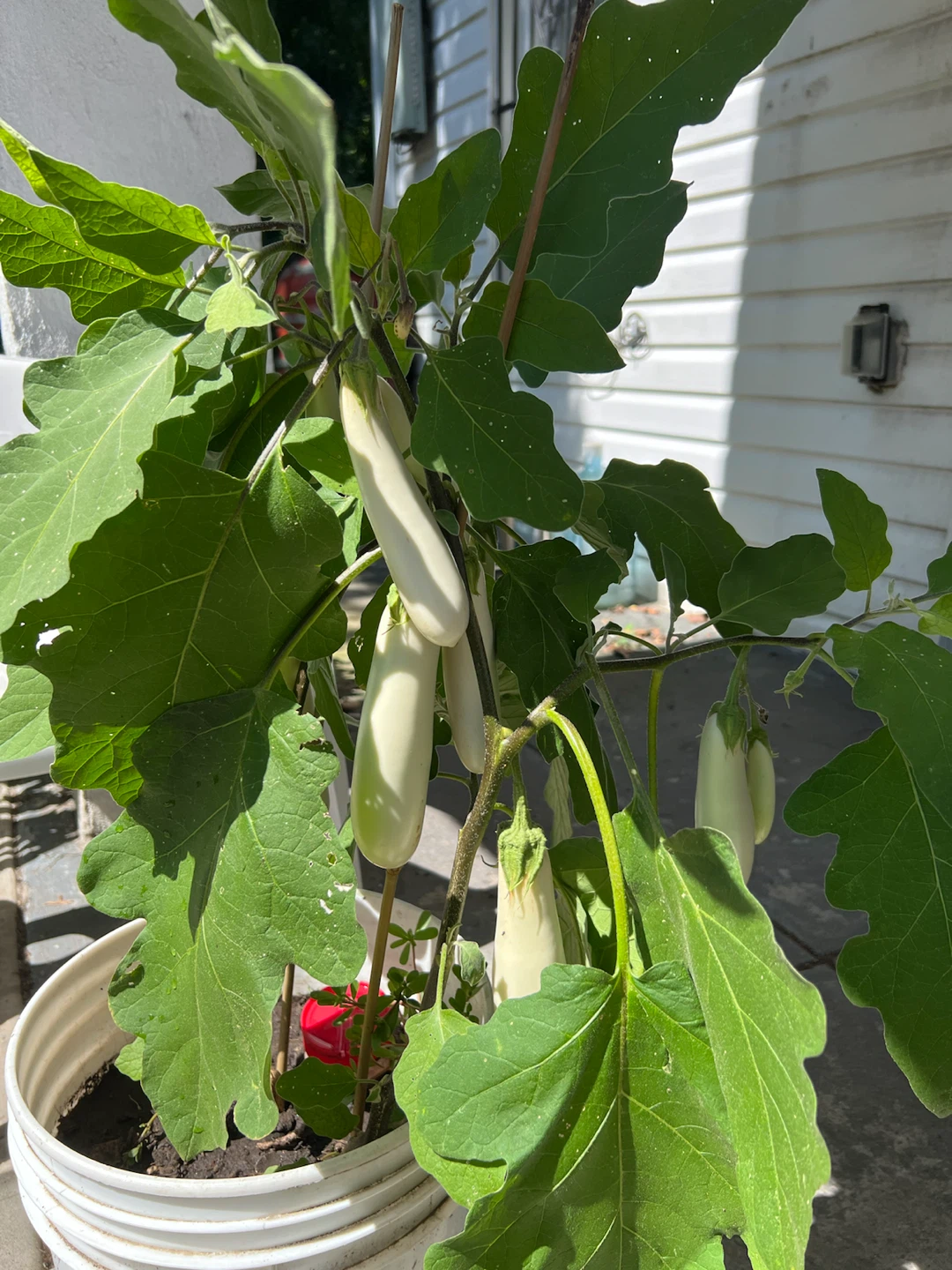 Organic White Eggplant Plant - photo 5
