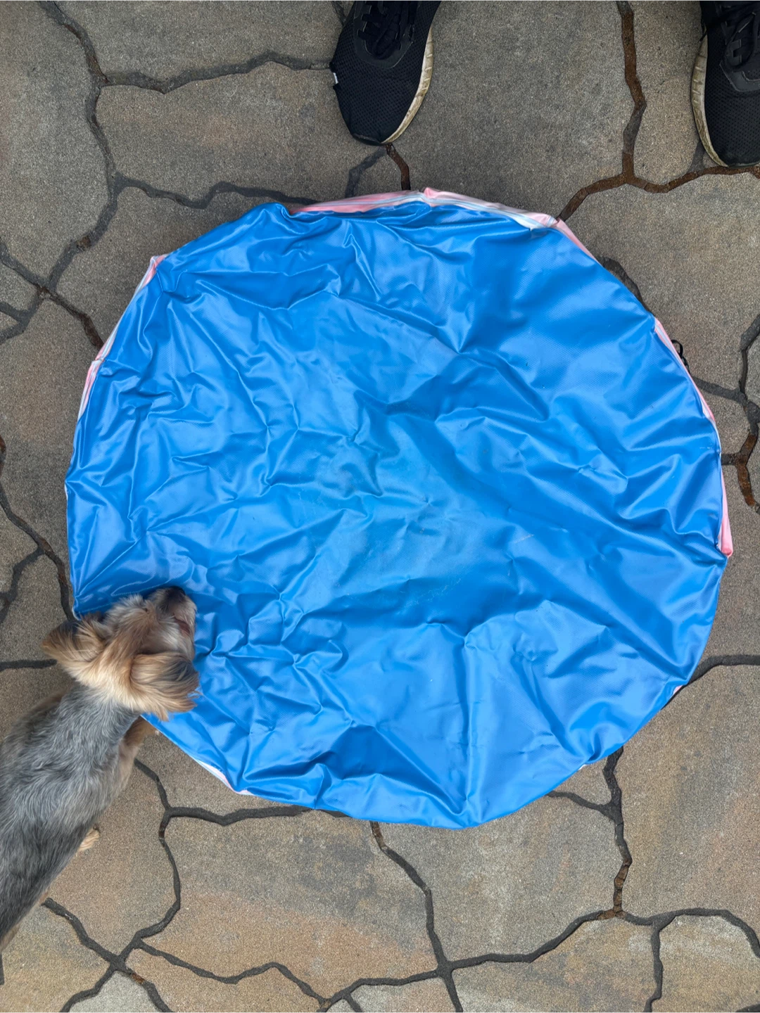 Smaller collapsable dog pool - photo 2