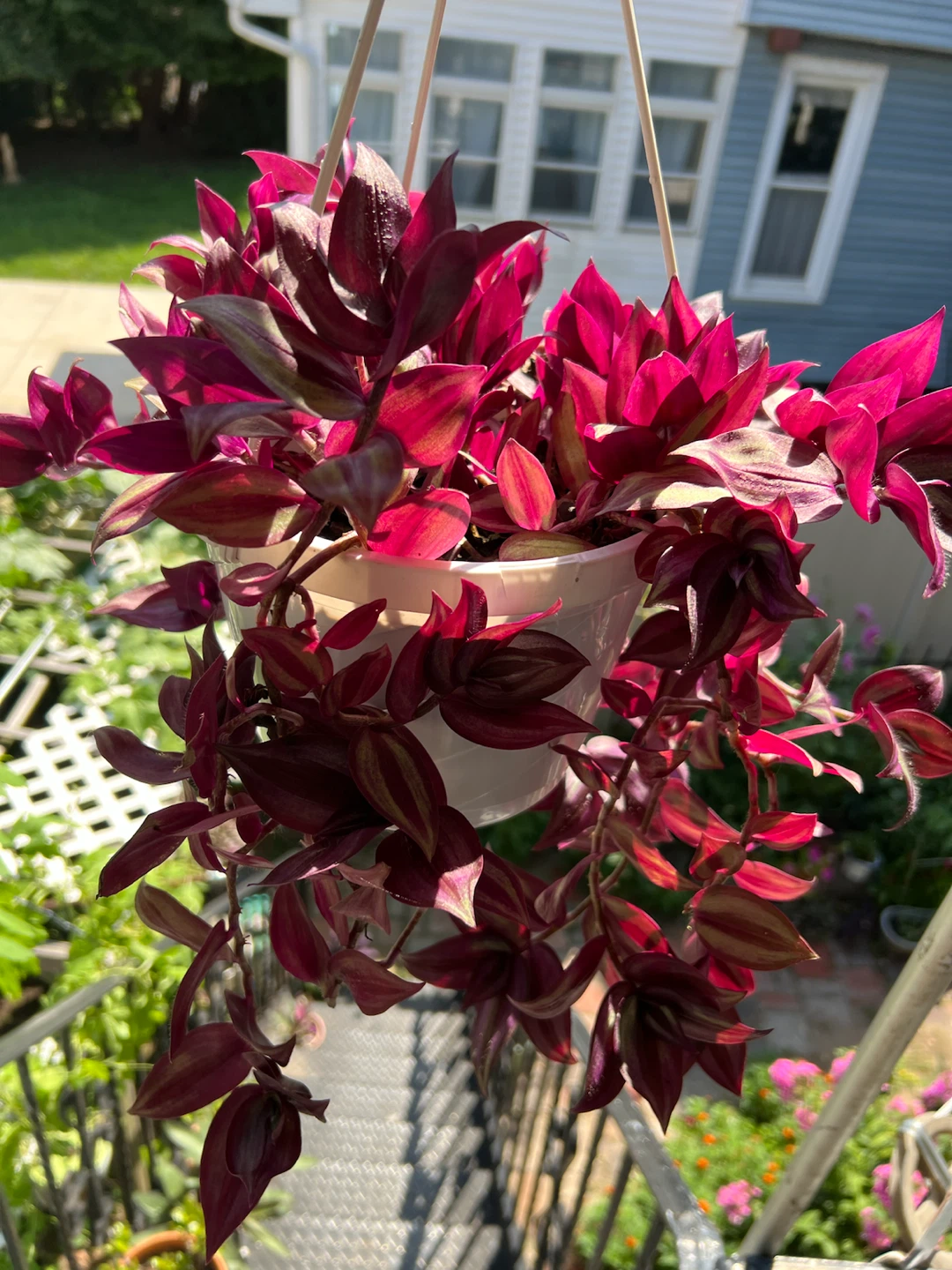 Beautiful Hanging Wandering Jew Plant