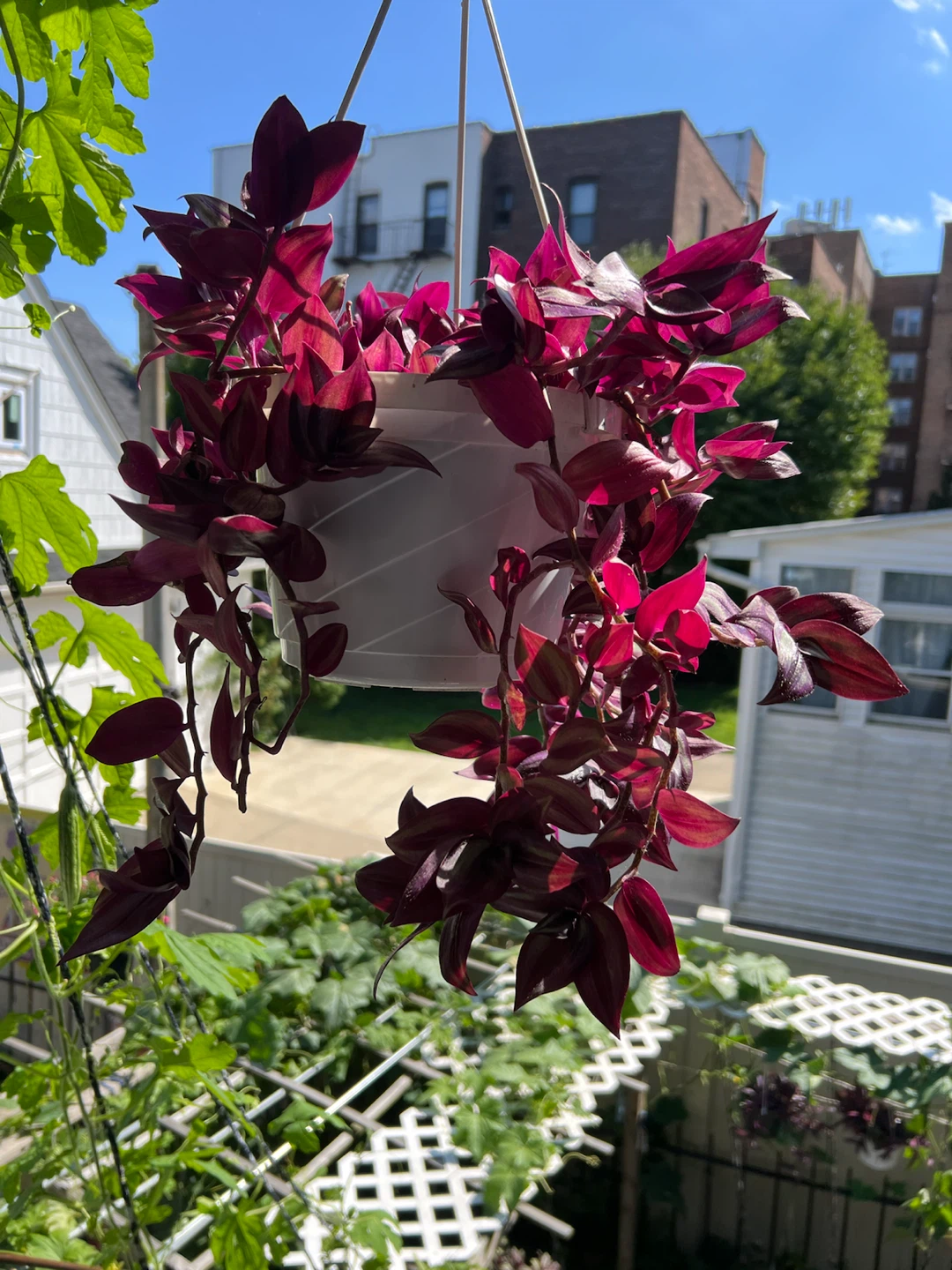 Beautiful Hanging Wandering Jew Plant - photo 2