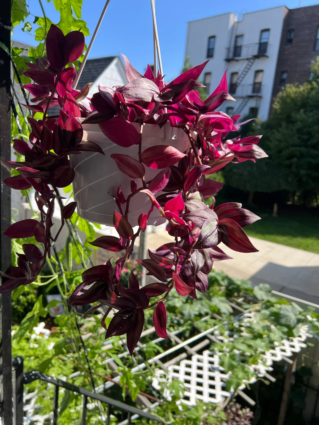 Beautiful Hanging Wandering Jew Plant - photo 3