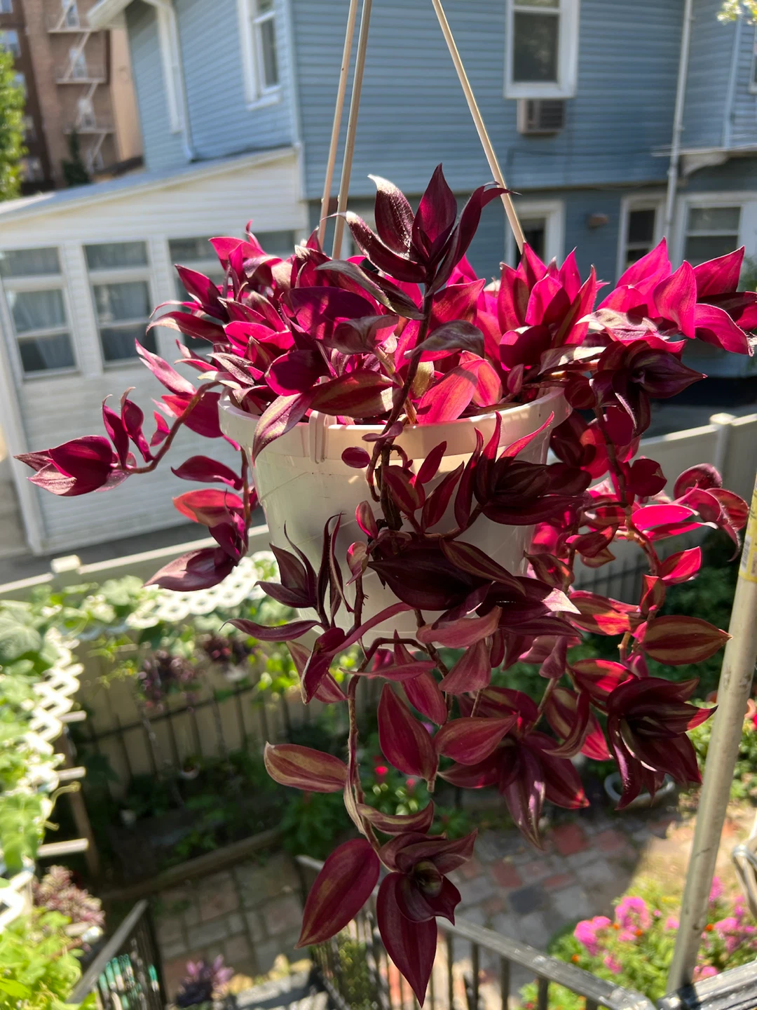 Beautiful Hanging Wandering Jew Plant - photo 4