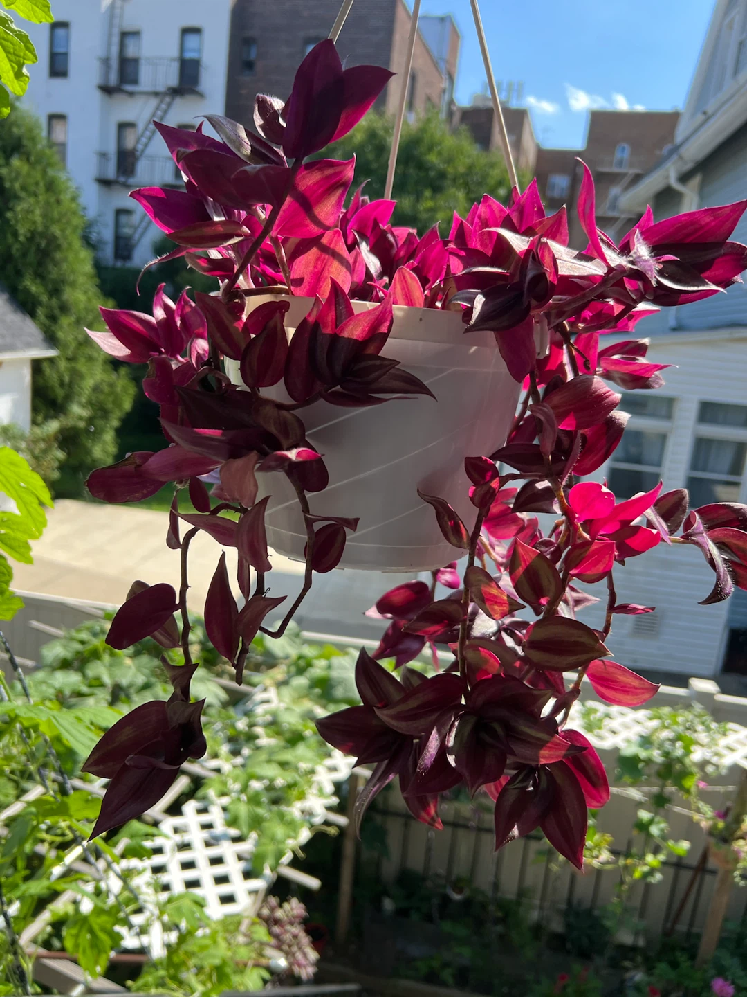 Beautiful Hanging Wandering Jew Plant - photo 5