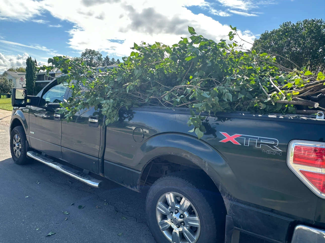 Overgrown Tree Trimming – Edmonton & Area