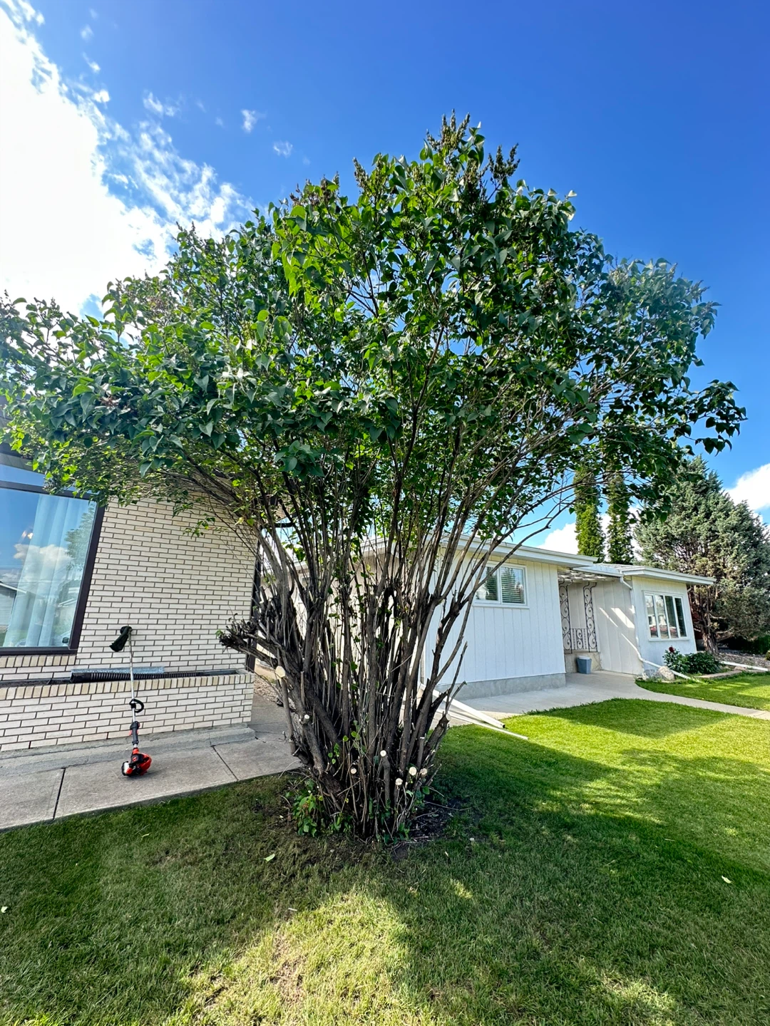 Overgrown Tree Trimming – Edmonton & Area - photo 2