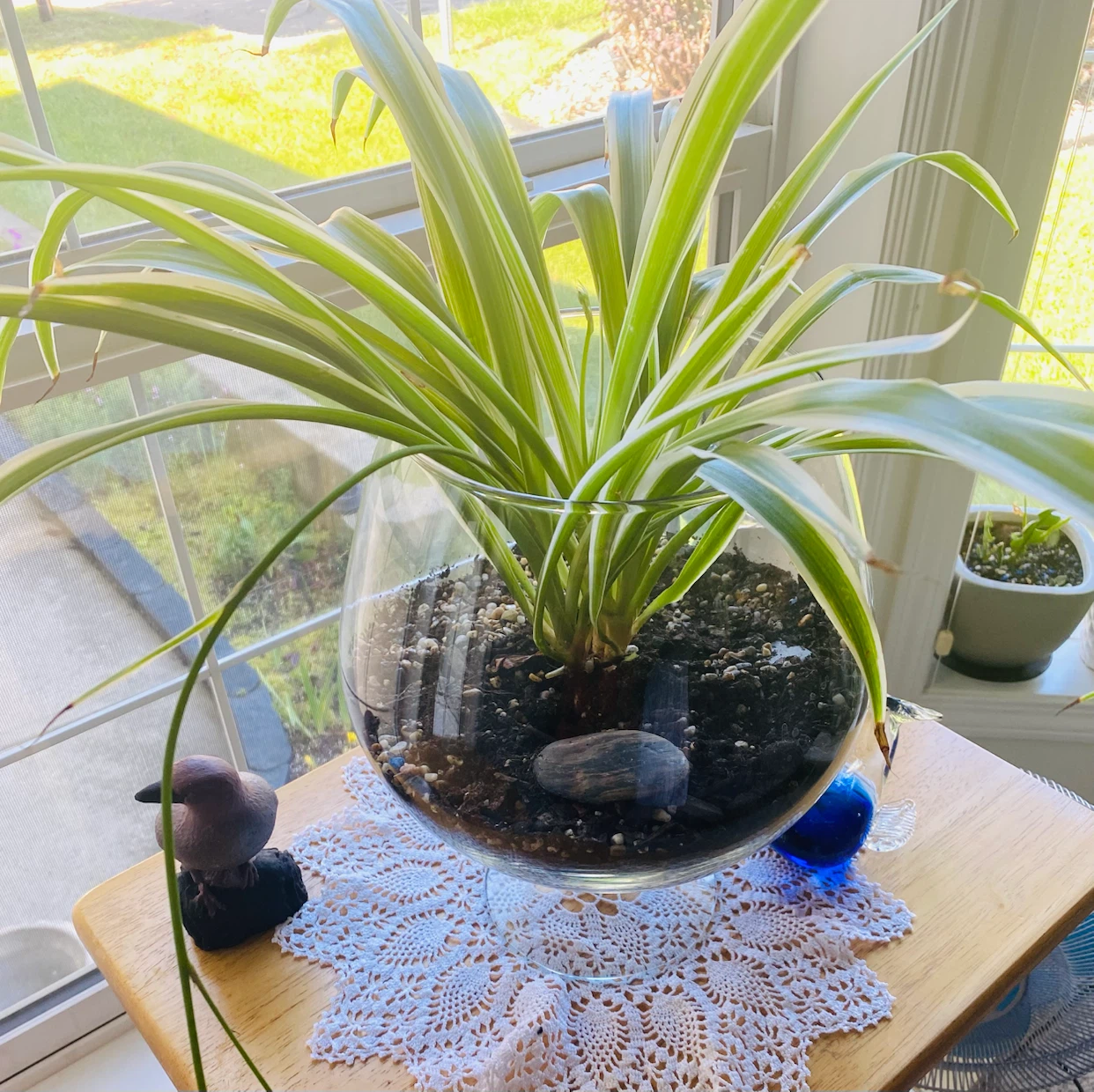 Spider plants with free 2  figurines