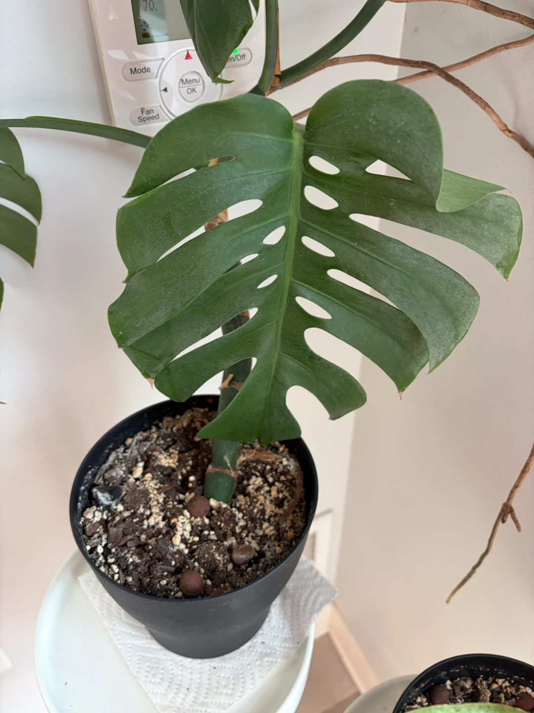 Monstera Deliciosa Plant
