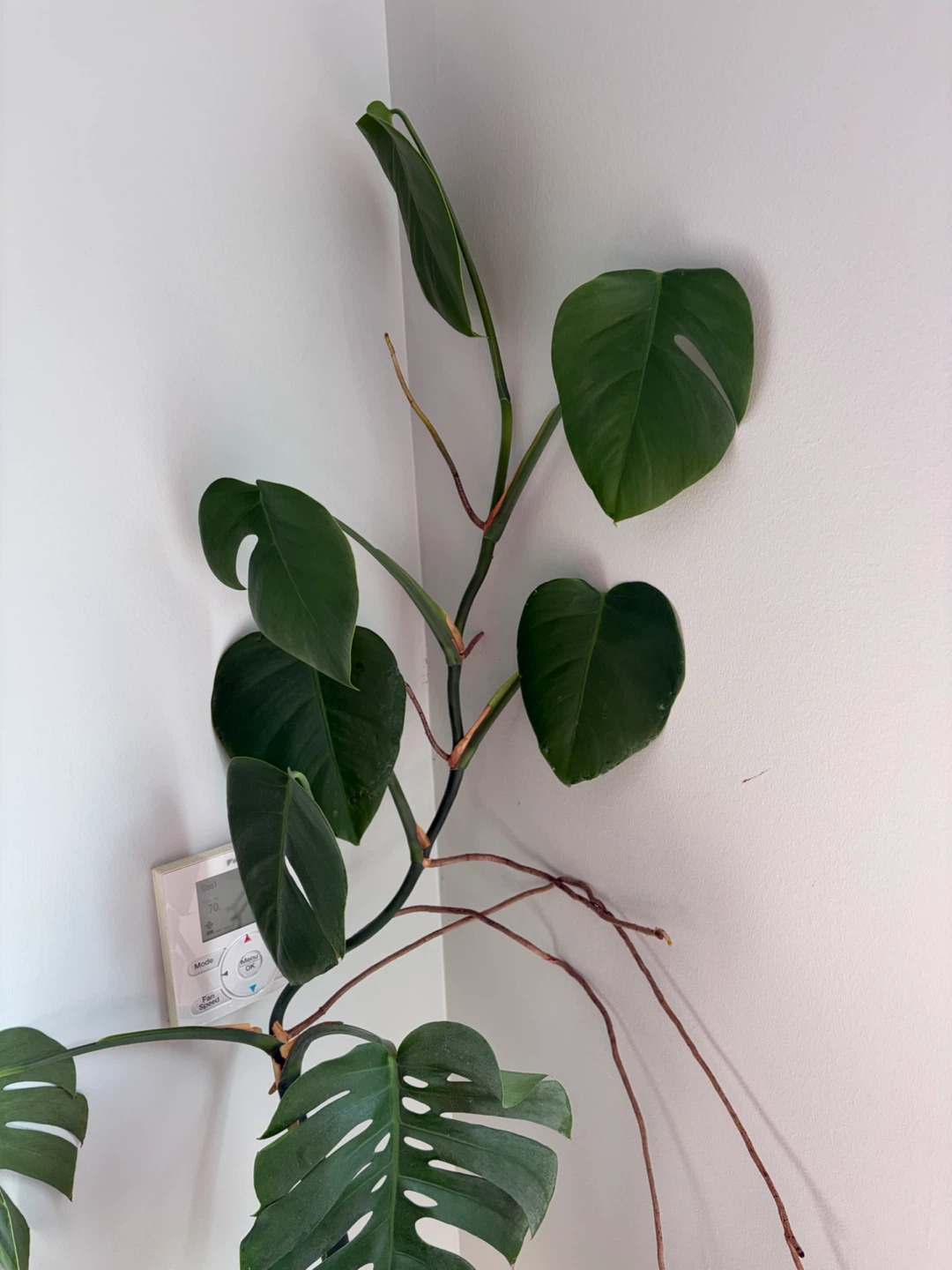 Monstera Deliciosa Plant - photo 2