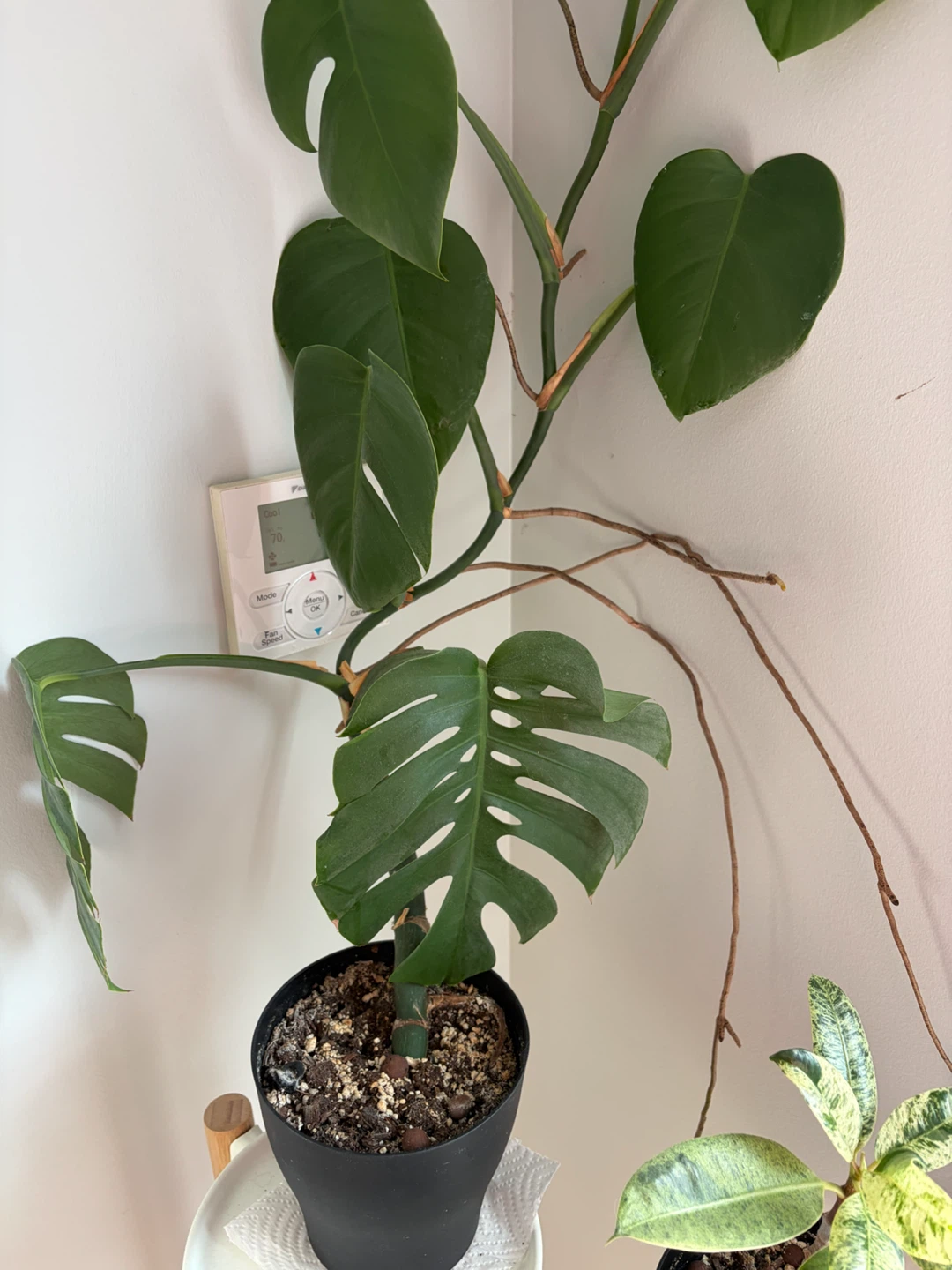 Monstera Deliciosa Plant - photo 3
