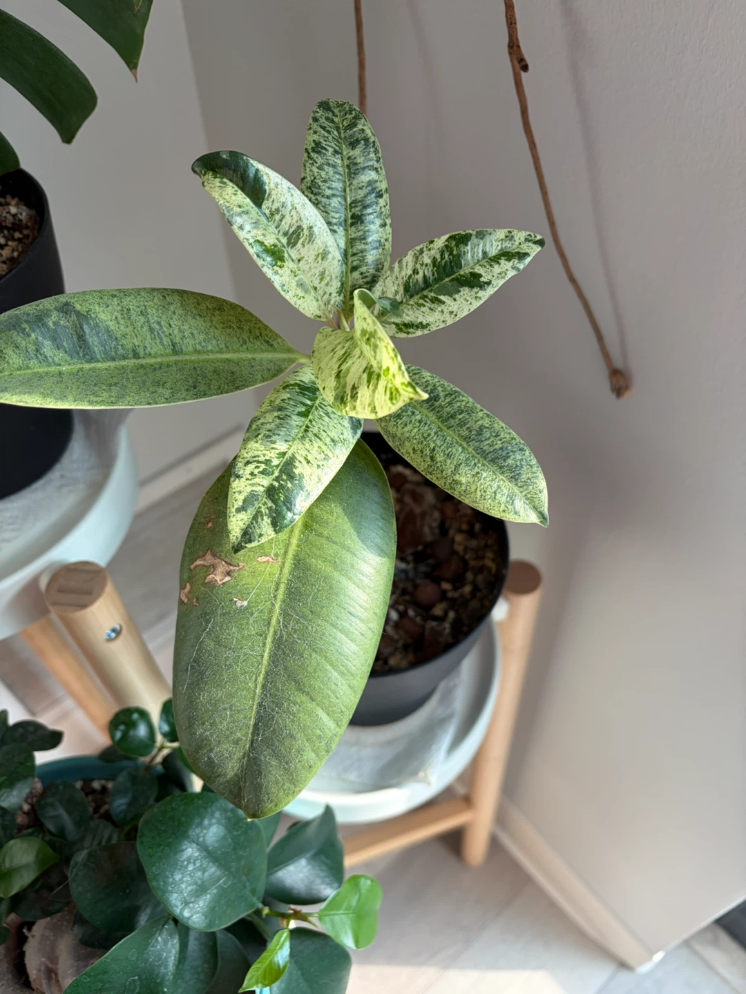 Variegated Rubber Tree Plant