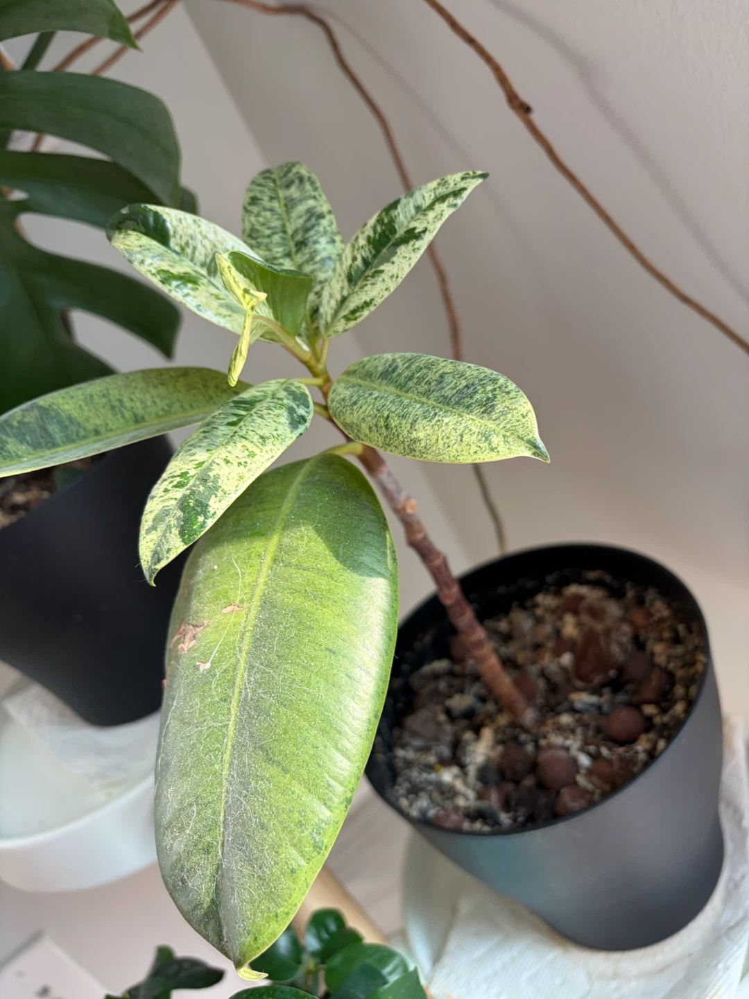 Variegated Rubber Tree Plant - photo 2