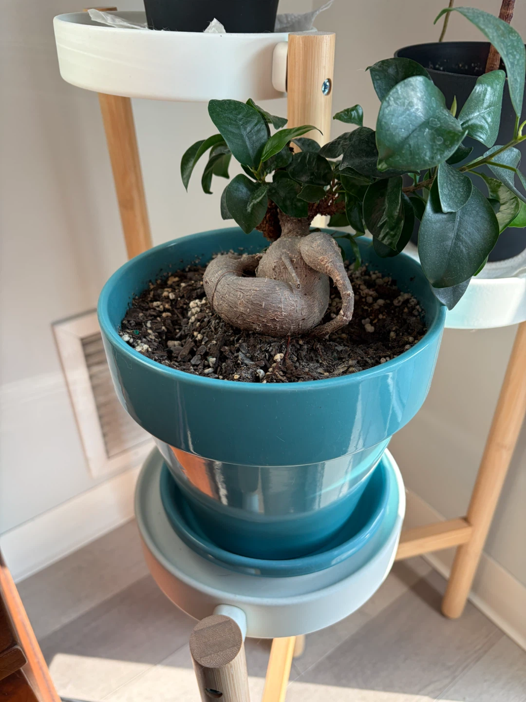 Ficus Ginseng Bonsai Plant in Teal Pot