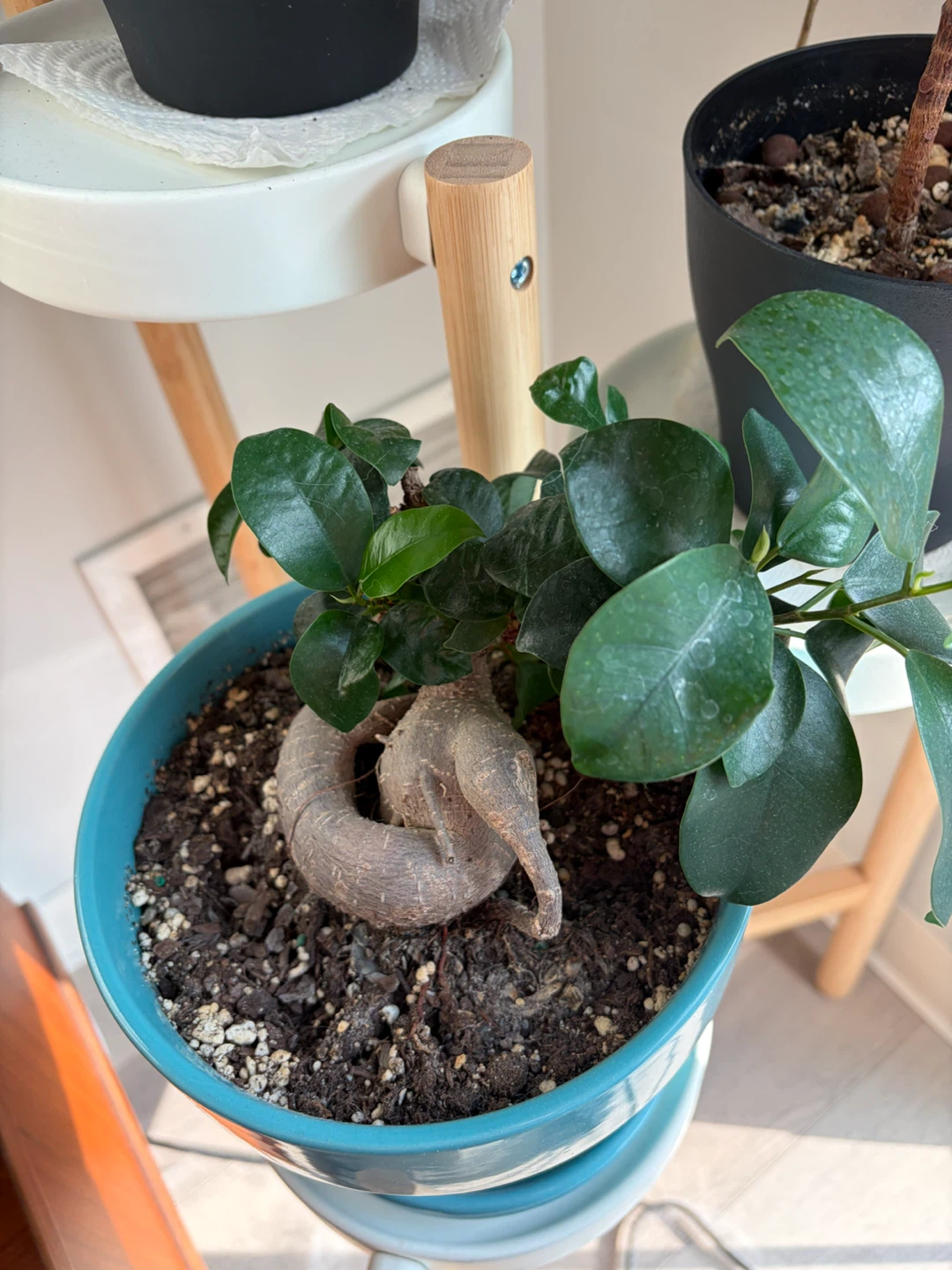 Ficus Ginseng Bonsai Plant in Teal Pot - photo 2
