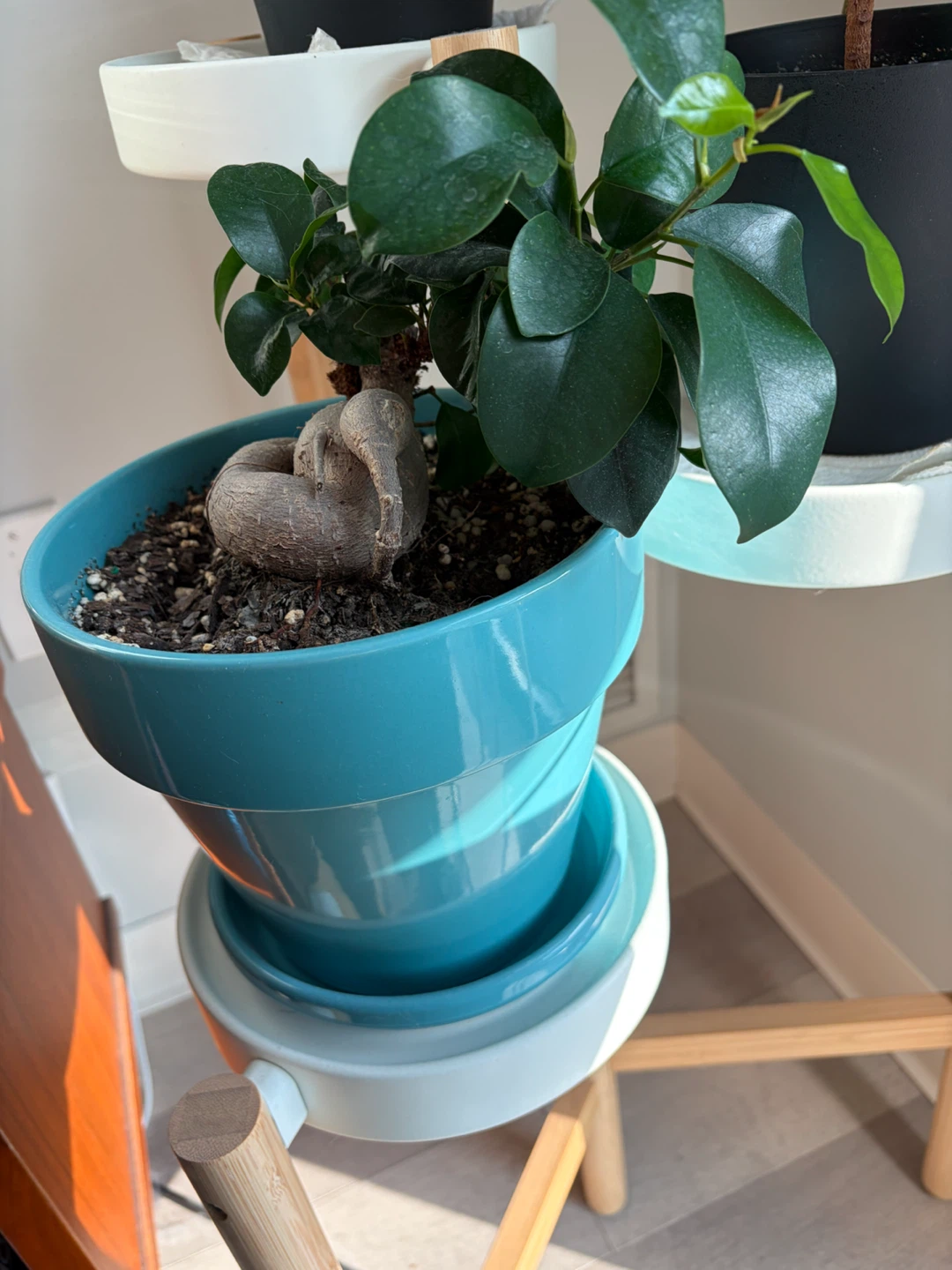 Ficus Ginseng Bonsai Plant in Teal Pot - photo 3