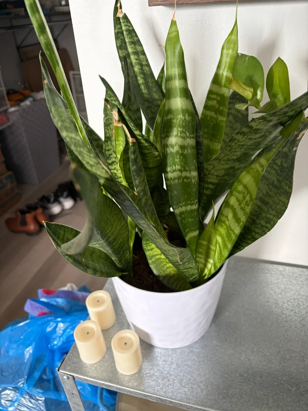 Snake Plant in White Pot