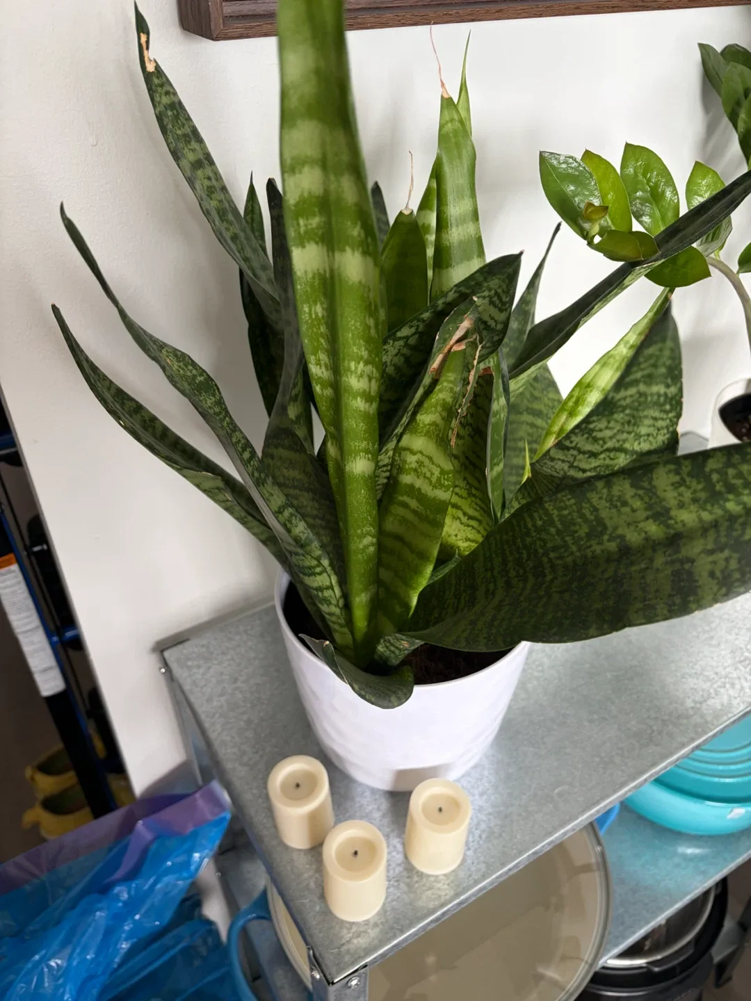 Snake Plant in White Pot - photo 2