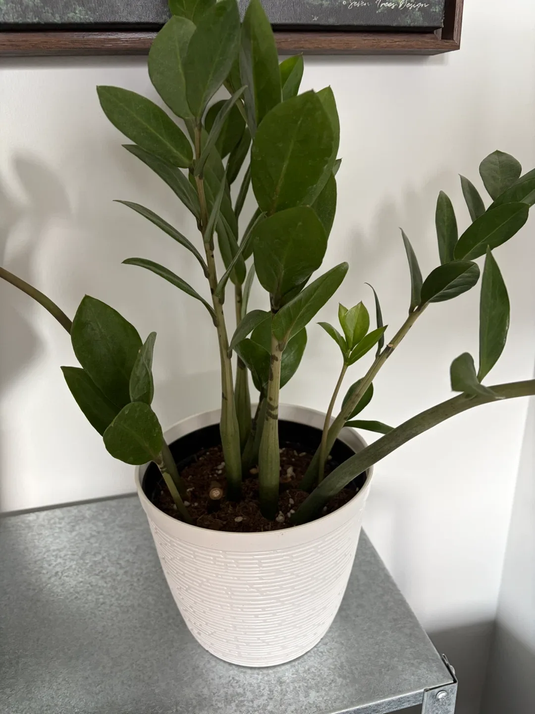 ZZ Plant in White Planter