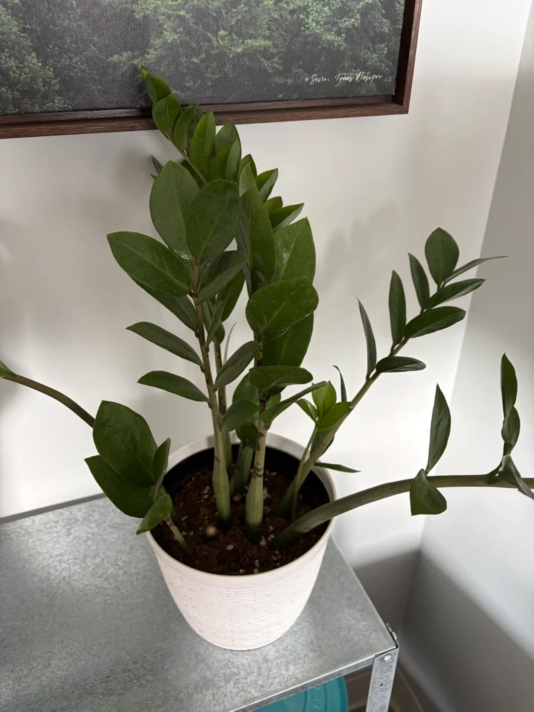 ZZ Plant in White Planter - photo 2