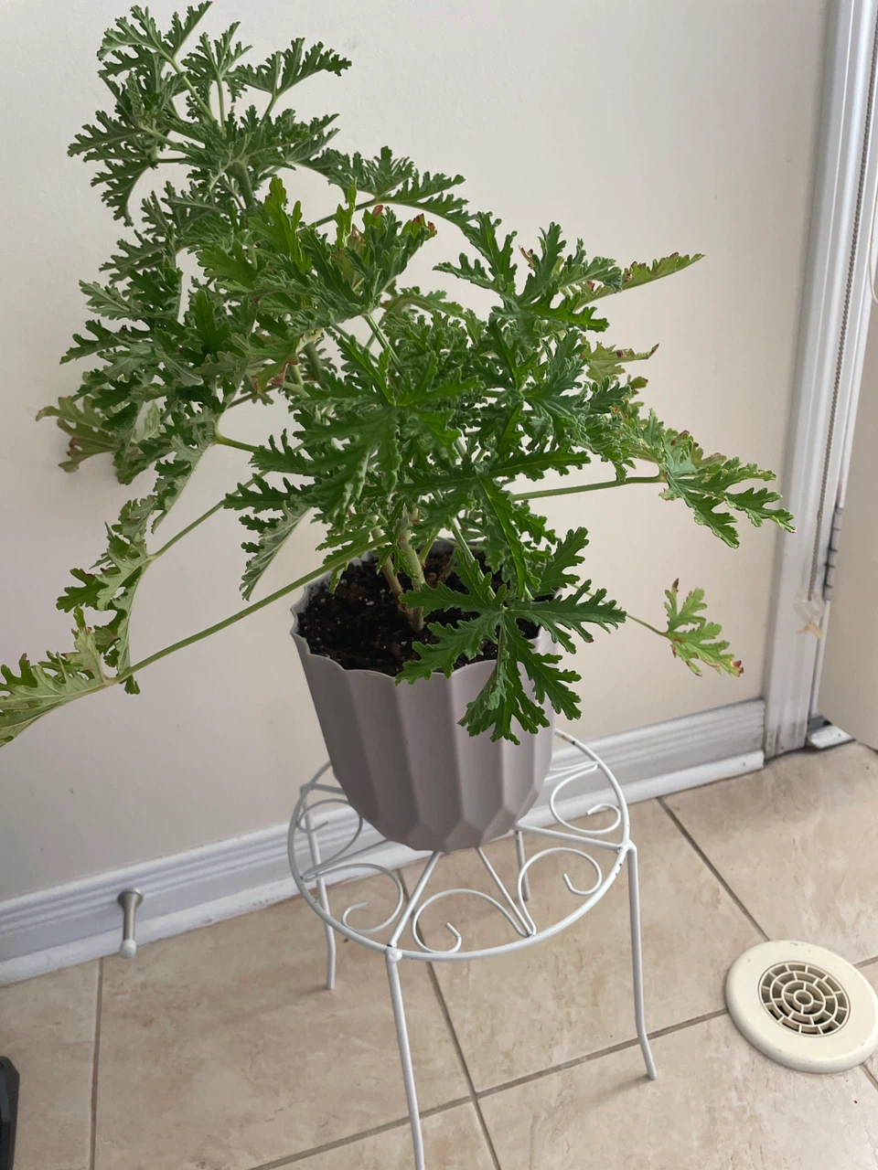 Potted Citronella Plant with stand included