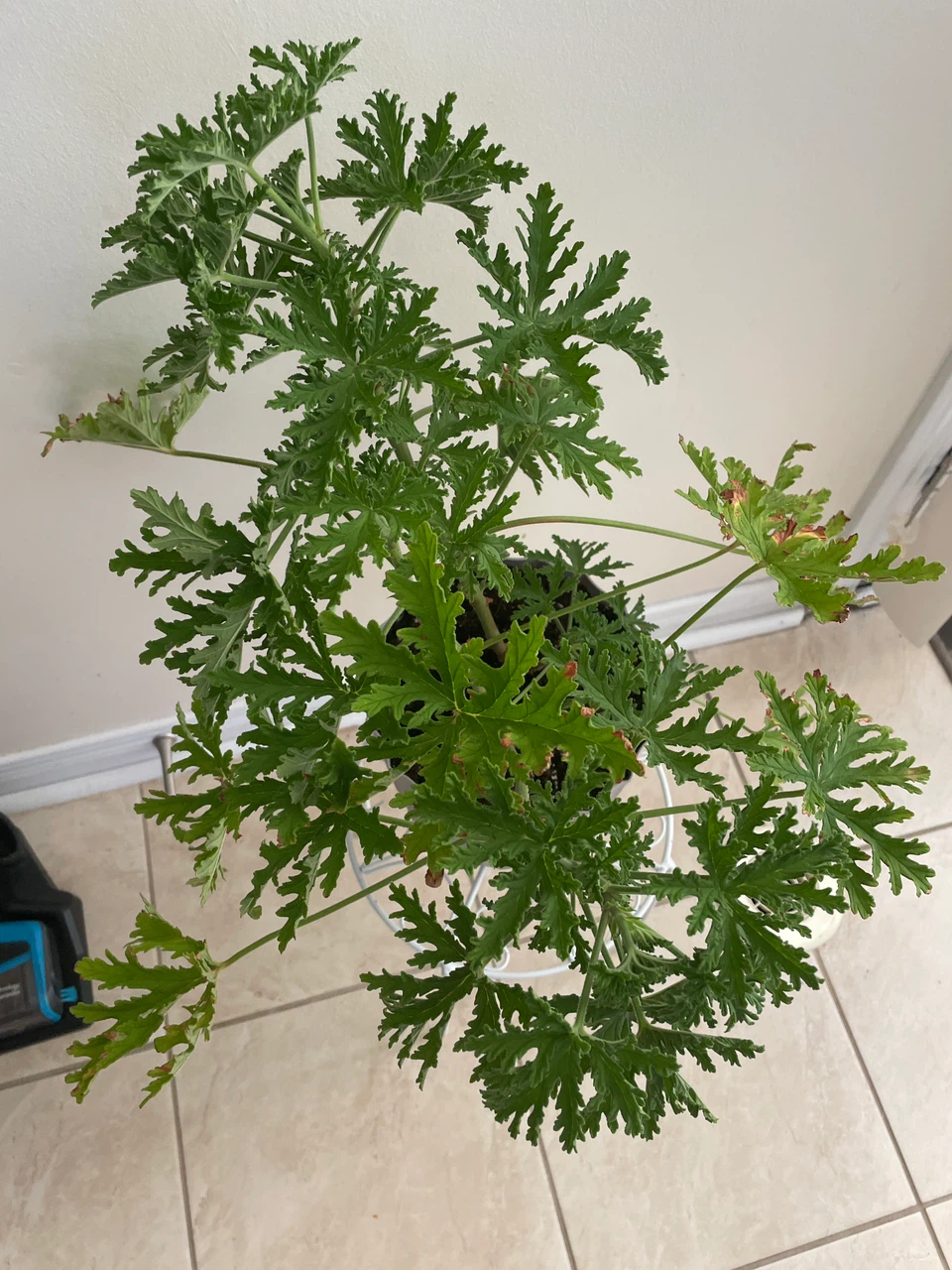 Potted Citronella Plant with stand included - photo 2