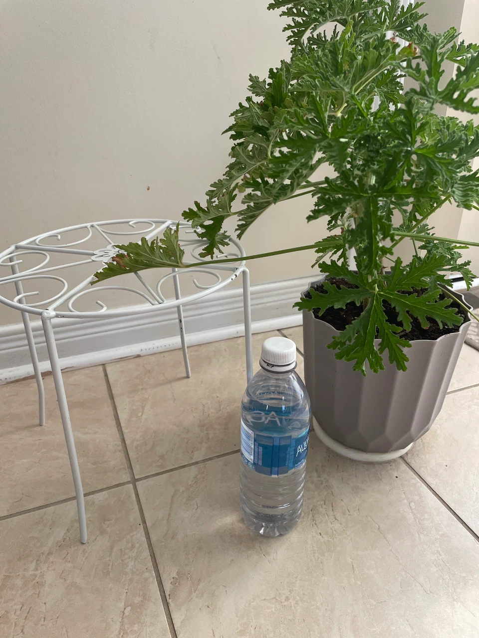 Potted Citronella Plant with stand included - photo 3