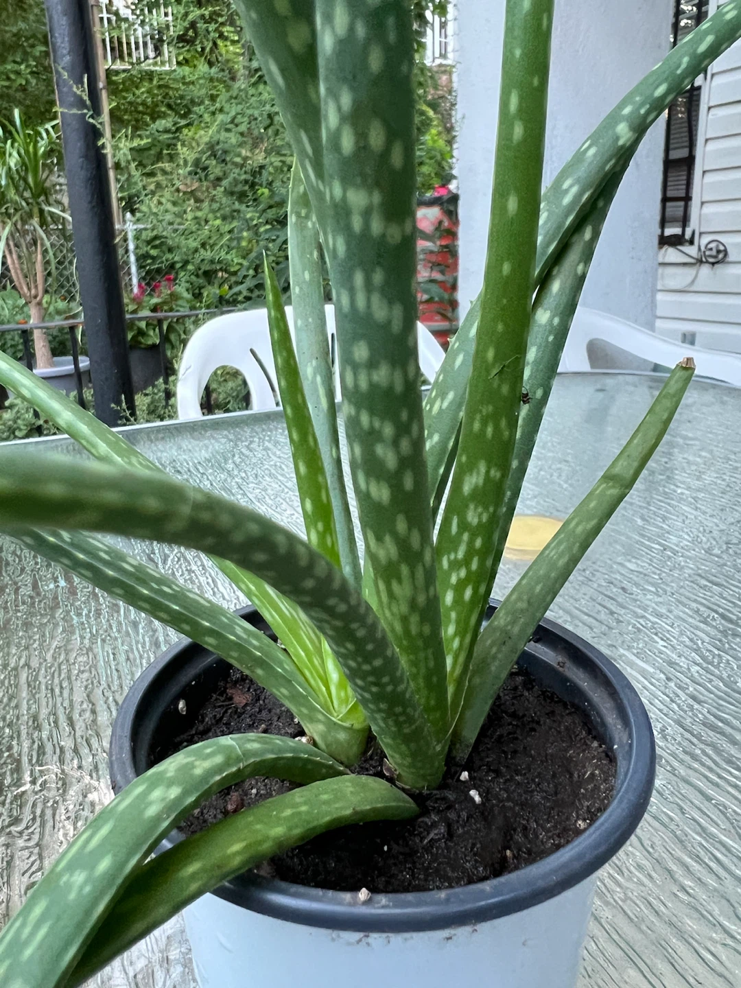 Aloe Vera Plant