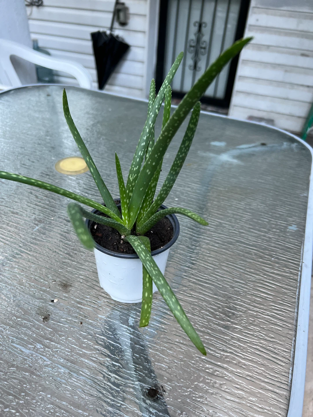 Aloe Vera Plant - photo 2