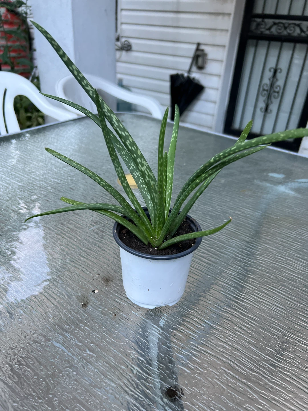 Aloe Vera Plant - photo 3