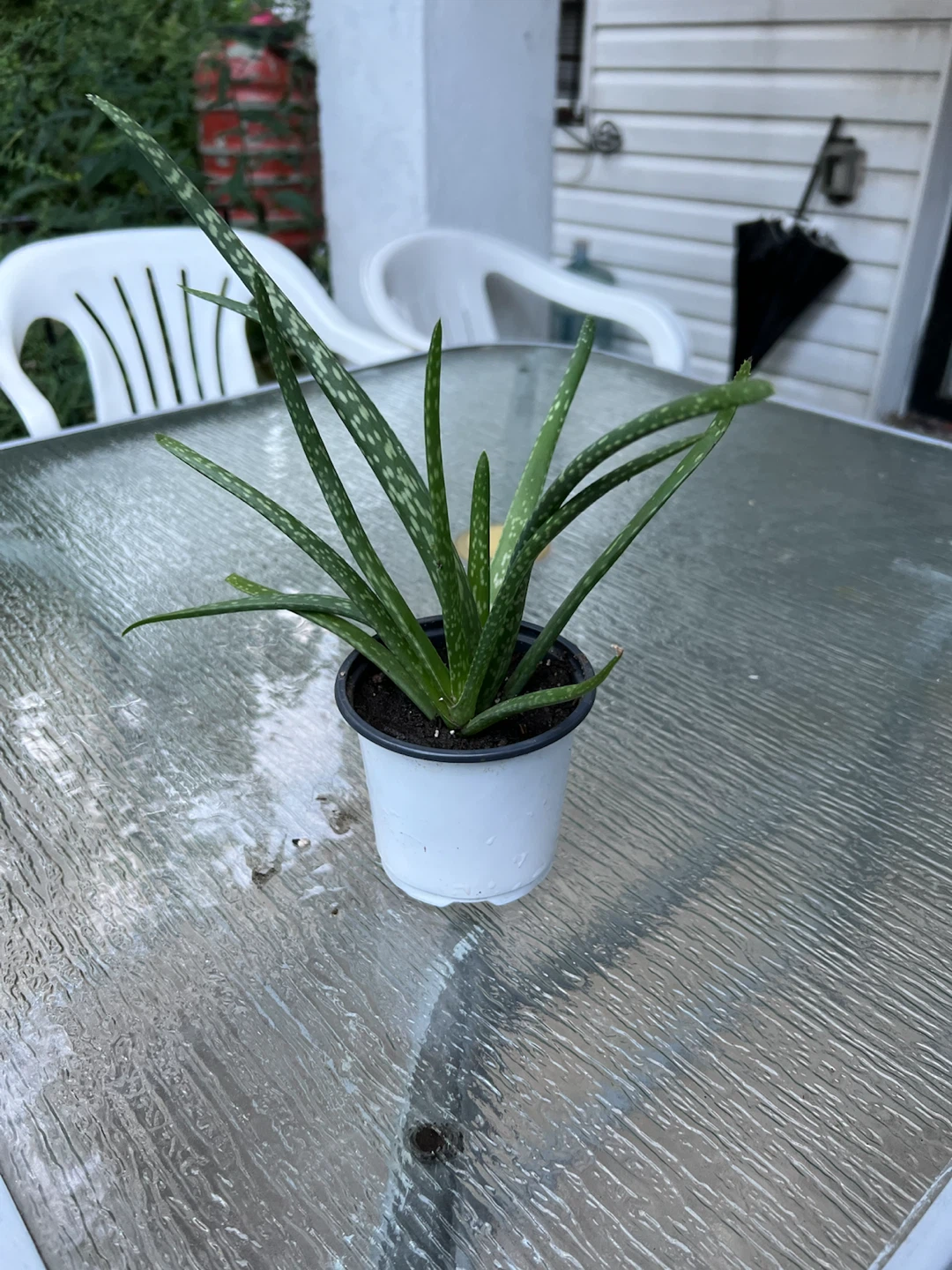 Aloe Vera Plant - photo 4